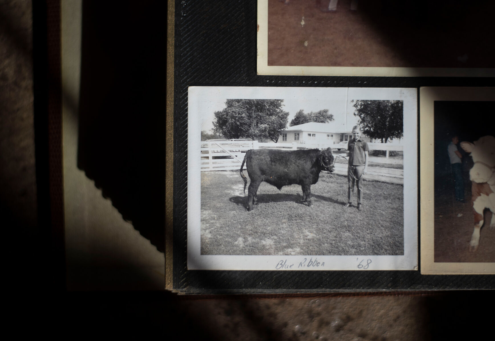 A 1968 photograph showing my great-uncle Rusty Reed with a “Blue Ribbon” calf